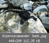 Alpensalamander 3web.jpg