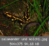 salamander und molch1.jpg
