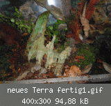 neues Terra fertig1.gif