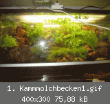 1. Kammmolchbecken1.gif