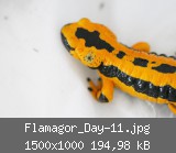 Flamagor_Day-11.jpg