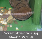 Andrias davidianus.jpg