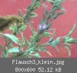 Flausch3_klein.jpg