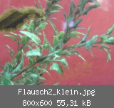 Flausch2_klein.jpg