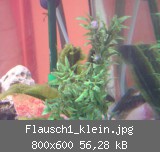 Flausch1_klein.jpg