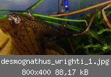 desmognathus_wrighti_1.jpg