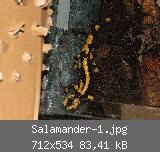 Salamander-1.jpg