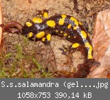 S.s.salamandra (gelb) Bild 1.jpg