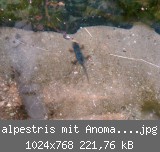 alpestris mit Anomalie1.jpg