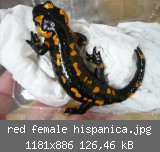 red female hispanica.jpg