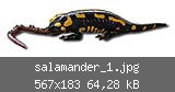 salamander_1.jpg