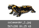salamander_2.jpg