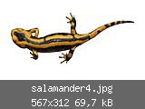salamander4.jpg