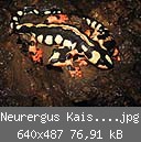 Neurergus Kaiseri 1,1 (Small).jpg