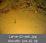 Larve-12-web.jpg