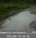 Kammolch,Gelbbauchunke.JPG