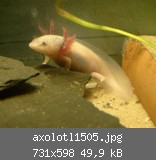 axolotl1505.jpg