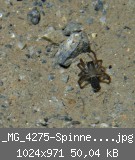 _MG_4275-Spinne-am-Boden.jpg