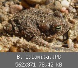 B. calamita.JPG