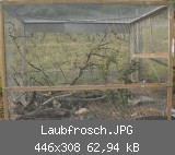 Laubfrosch.JPG