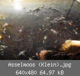 Asselmoos (Klein).jpg