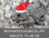 Weihnachtscalamita.JPG