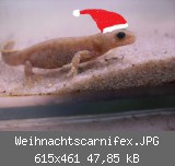 Weihnachtscarnifex.JPG