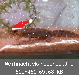 Weihnachtskarelinii.JPG