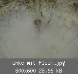 Unke mit Fleck.jpg