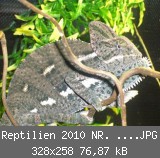 Reptilien 2010 NR. 1 005.JPG