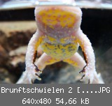 Brunftschwielen 2 [640x480].JPG