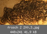 frosch 2 200.3.jpg