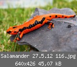 Salamander 27.5.12 116.jpg