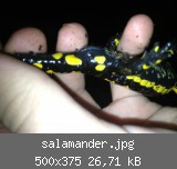 salamander.jpg