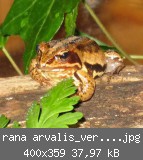 rana arvalis_verkleinert.jpg