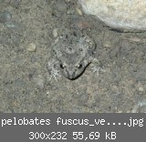 pelobates fuscus_verkleinert.jpg