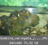 bombina_variegata_juvenil.JPG