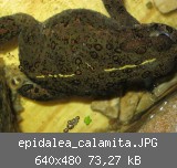 epidalea_calamita.JPG