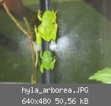 hyla_arborea.JPG