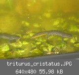 triturus_cristatus.JPG
