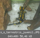 s_s_terrestris_juvenil.JPG