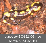 JungtierII3132006.jpg