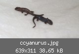 ccyanurus.jpg