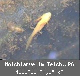 Molchlarve im Teich.JPG