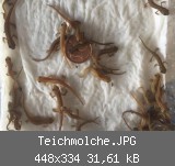 Teichmolche.JPG