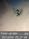 Toter-groer-Feuersalamander-nah-w.jpg