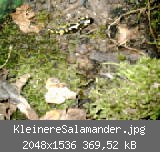 KleinereSalamander.jpg