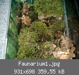 Faunarium1.jpg