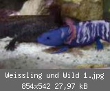 Weissling und Wild 1.jpg