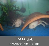 lotl4.jpg